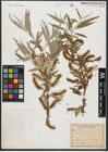 Foto von Salix alba L.